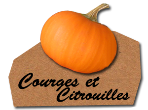 Courges et citrouilles