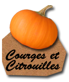 Courges et citrouilles